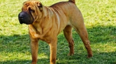 Sharpey dog (foto): posthani pas sa neverovatnim izgledom